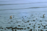 Dunlins eating tube worms