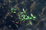 Floating pondweed and Illinois wart lichen