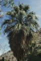 California fan palm