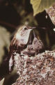 Broad-tailed hummingbird