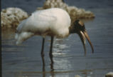 Wood stork