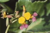 Seaside bird's-foot trefoil