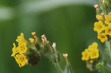 Common fiddleneck