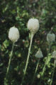 Common beargrass