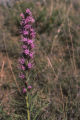 Blazing star