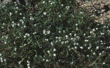 Cryptantha