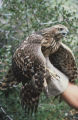 Northern goshawk