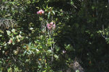 Pacific rhododendron