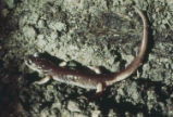 Ensatina