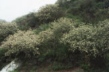 Hoaryleaf ceanothus