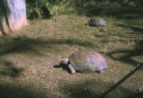 Aldabra giant tortoise