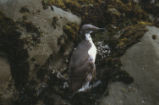 Common murre