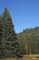 Subalpine fir