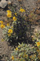 Schott's dalea and brittlebush