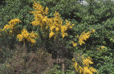 Scotch broom