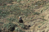 Tufted puffin