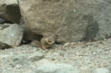 California ground squirrel