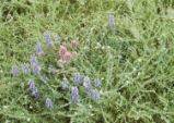 Indian paintbrush and Popcornflower