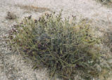 Turpentinebroom