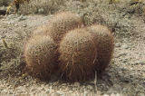 California barrel cactus