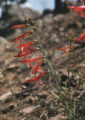 San Gabriel beardtongue