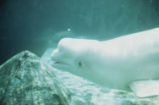 Beluga