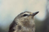 Warbling vireo