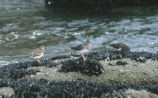 A ruddy turnstone, a surfbird, and a black turnstone