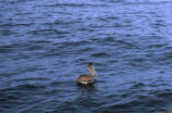 Brown pelican