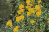 Golden-yarrow