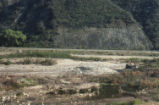 Beaver-felled willows