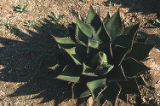 Coastal agave