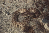Red diamond rattlesnake