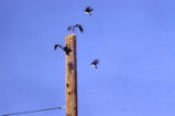 Tree swallows