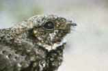 Common poorwill