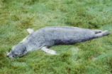 Harbor seal