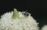 Common beargrass