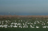 Snow, Ross's, Canada, and greater white-fronted geese