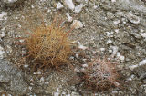 California barrel cactus