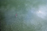 Beaver swimming