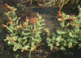 Scarlet monkeyflower