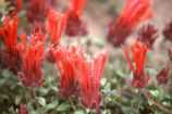 Red monardella