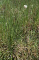 Tall cottongrass