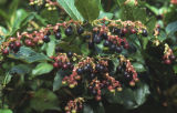 Salal