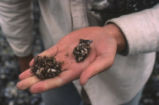 Western gull pellet and leaf barnacle shells