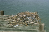 Osprey nest