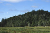 Port Orford cedar