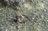 Black petrel and coastal cholla