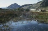 Beaver pond