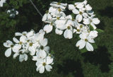 Flowering dogwood